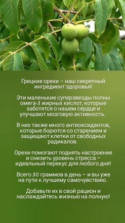 Польза грецких орехов 🤗🌰🐿️