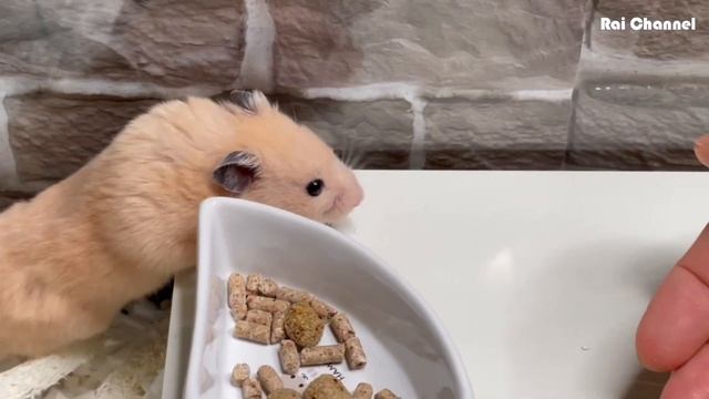 オヤツ袋の音が聞き分けられるハムスター【キンクマハムスター】