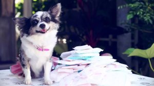 Течка у собак: всё, что нужно знать | Чихуахуа Софи 🐾