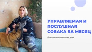 Лучший способ сделать собаку управляемой и послушной за месяц (пошаговая система)
