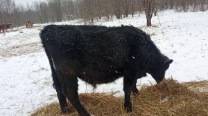 Юлий и Илюша