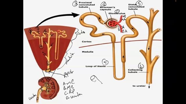 Nephron and Basic Function смотреть онлайн