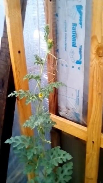 Арбузу 10 дней . 30 июня 2022