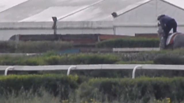 RACEHORSES TRAINING AND WARMING BEFORE THE RACE #NRC #CYPRUS #HORSES #2021 ТРЕНИРОВКИ ЛОШАДЕЙ #КОНИ смотреть онлайн