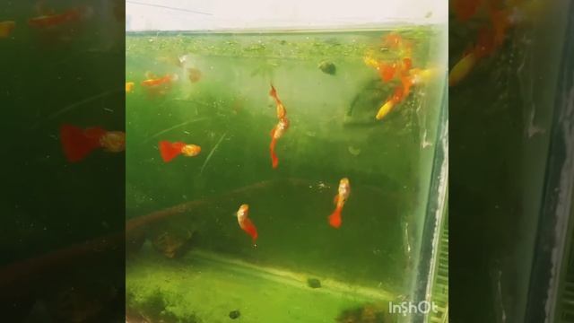 Guppy snake skin смотреть онлайн