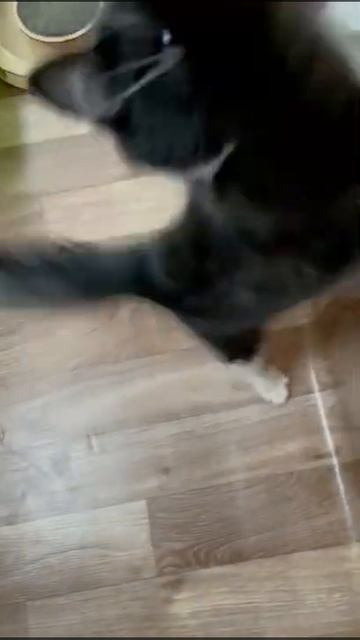 Очень ласковый ручной Максик 3 мес нашёл дом смотреть онлайн