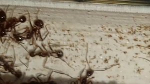 Aphaenogaster beccarii colonia (China) 31.10.2022