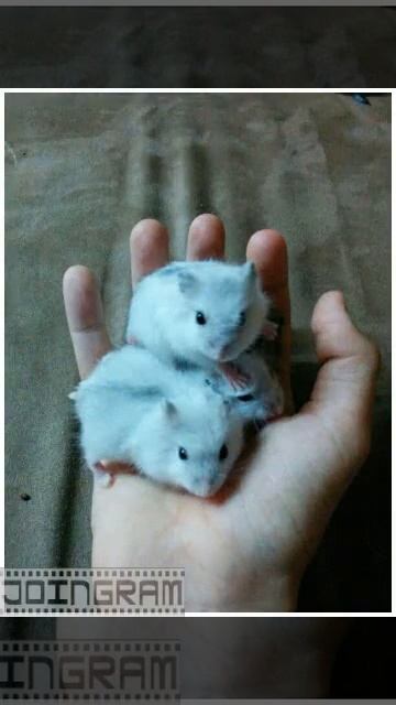 Снежуля и ее дети смотреть онлайн