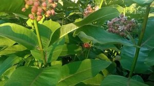 Ваточник сирийский (Asclepias syriaca) - многолетник для сада и медонос