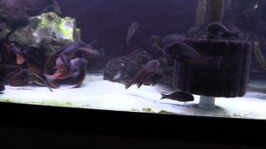 Tropheus sp. red Moliro