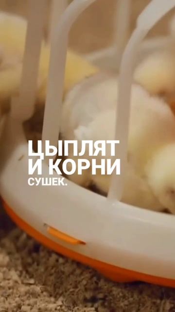 Развитие сельского хозяйства России на примерах 2025 года смотреть онлайн