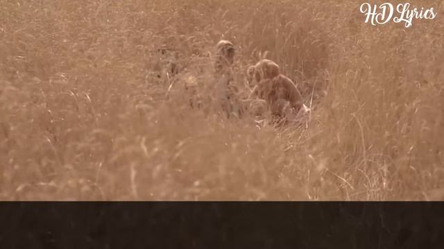 Lyrics Delia - Cine m-a facut om mare (Official Video) by HDLyrics смотреть онлайн