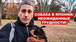 Почему завести собаку в Японии — это сложнее, чем вы думаете