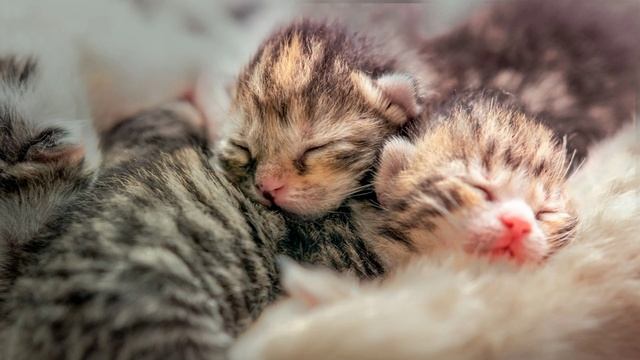 Котята Мяукают. МЯУКАНЬЕ КОТЯТ плачут Зовут МАМУ Звуки для КОШЕК