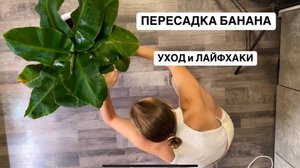Как правильно пересадить Банан, какой грунт выбрать, рассказываю про уход и лайфхаки