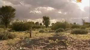 Поместье сурикат 2 сезон 13 серия «Поля смерти» (документальный сериал, 2005)