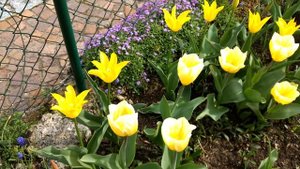 2 gelbe Tulpen / 2 yellow tulips, Tulipa 'Sweetheart' and 'Flashback'