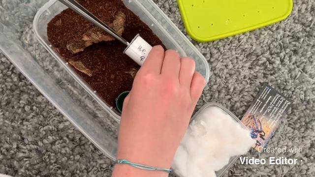 Unboxing A New Tarantula смотреть онлайн
