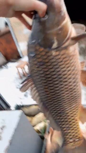 Большой карп на 5кг и поменьше #карп #fish #bigfish #живаярыба #рыбалка #зеркальный #пруд #речка