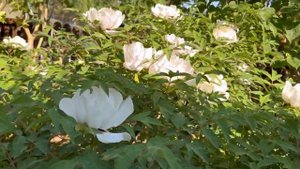 Древовидный пион 🌺 Растет без ухода Зимует без укрытия в Подмосковье