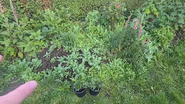 Simple tips to get more flowers from your Echinacea смотреть онлайн