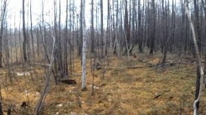 ОХОТА НА ЗАЙЦА И НА БОРОВУЮ ДИЧЬ!