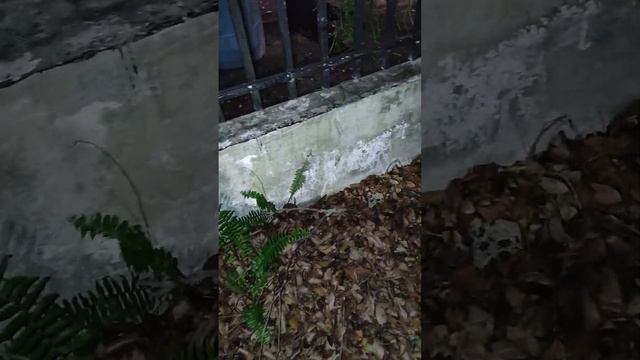 Día 15 Meditación alma próspera en aislamiento transformador ama nutrirte con creencias que apoyan смотреть онлайн