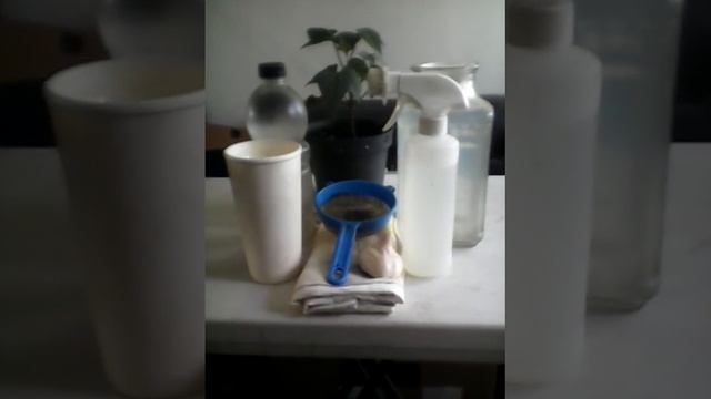 Bioinsecticida repelente de insectos de Ajo смотреть онлайн
