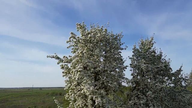 Май 2024. Белорусская деревня. Слобода. Красиво и душевно 👍. Отдых в деревне.
