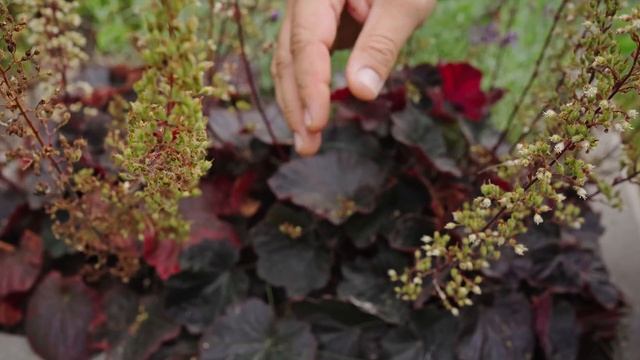 Ciemne rośliny do ogrodu. Prawdziwe rarytasy смотреть онлайн