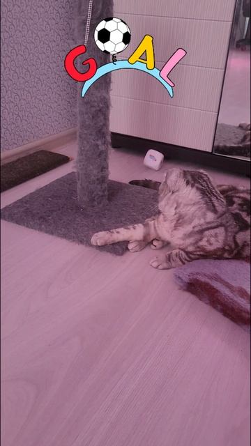 Кот вратарь