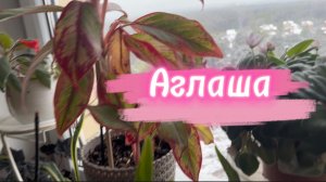 🌱Аглаонема «Крит». Возникли проблемы.
