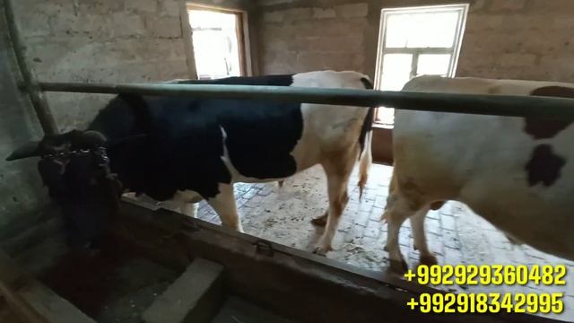 Чорво Молларини Бокиш Учун Фойдали Кушимча Махсулот.Примекс Likra для КРС и МРС.