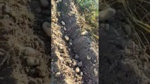 КАРТОФИ сорт ЛУГАНО 2021( картофель, potato LUGANO variety), отгледани в Добруджа в района на Добри