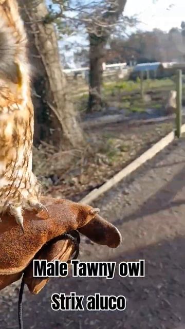 Male tawny owl, Strix aluco #birdofprey #owl #tawnyowl