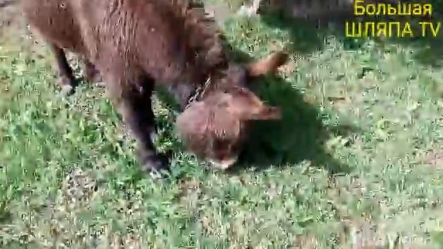 Осёл поёт. // Большая ШЛЯПА TV смотреть онлайн