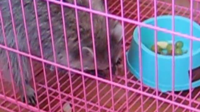 Енот Алиса ест в клетке смотреть онлайн