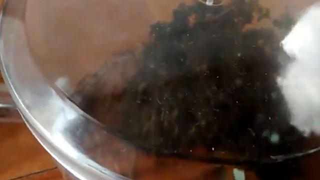 Colonia de Acromyrmex Lundi смотреть онлайн