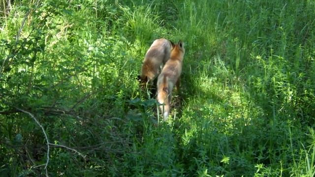 Лисята (little foxes) смотреть онлайн