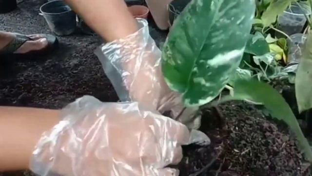 cara mudah memperbanyak epipremnum pinnatum varigata stek batang pasti hidup tumbuh subur sehat смотреть онлайн