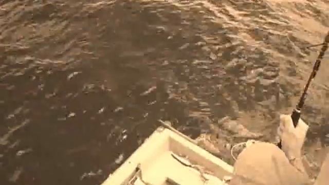 Marlin in Malaysia near Terenganu oil ring смотреть онлайн