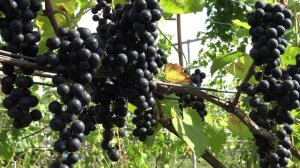 Виноград Кицнури 2024г