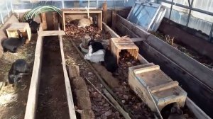 КРОЛИКИ ЗИМУЮТ В ТЕПЛИЦЕ.