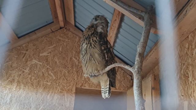 Страшно! #филиппфилиппыч #owl #nature #animals #park #филин #сова #природа #животные #парк #video # смотреть онлайн