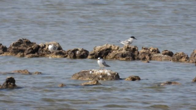 Little Tern, Fraticello (Sternula albifrons) смотреть онлайн