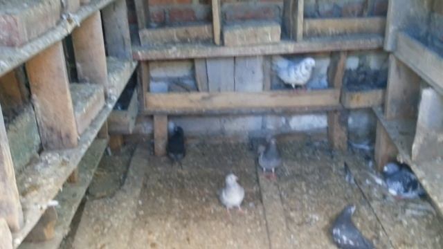 В голубятне 21 мая смотреть онлайн