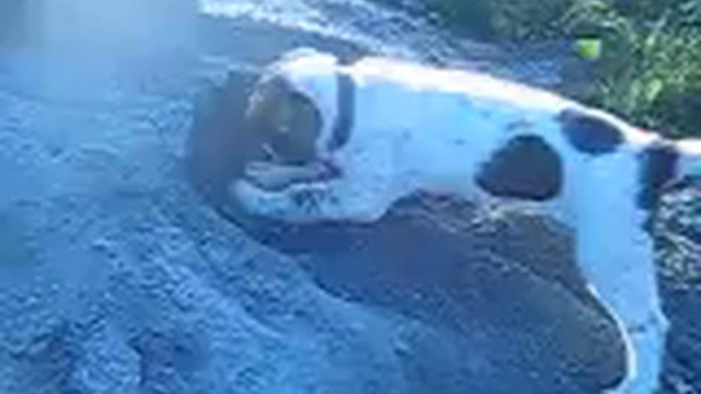 Маленькая Дива 2009 год смотреть онлайн