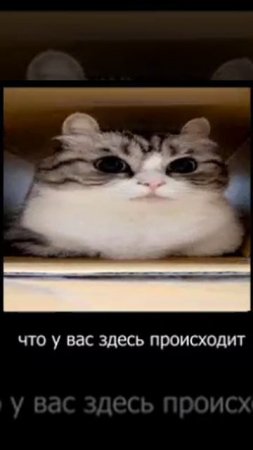 Что у вас здесь про?
