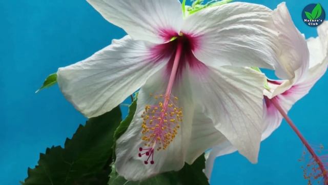 The Most Beautiful Flowers Collection | Flower Blooming Time Lapse | Most Beautiful Flowers Video смотреть онлайн