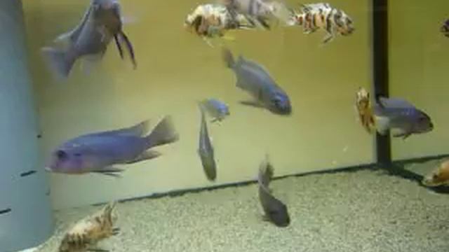 Maylandia zebra Nkhata bay f0, Cynotilapia afra Nkhata bay f0 смотреть онлайн